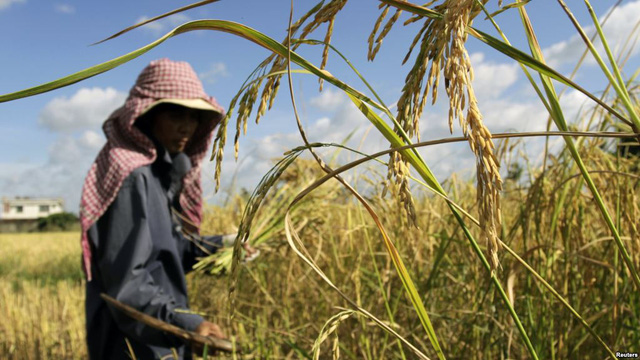 2020年農業(yè)為柬埔寨國內生產總值貢獻32% | 國際| Vietnam+ (VietnamPlus)