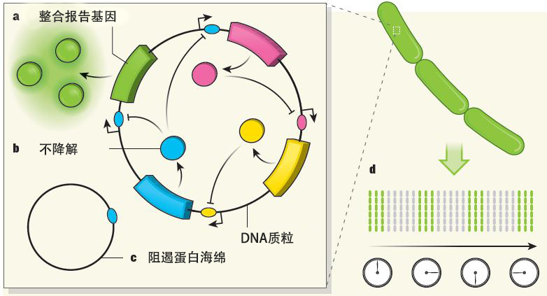 MPB系列平行生物反应器——合成生物学下发酵工艺最优解2.0-新芝生物