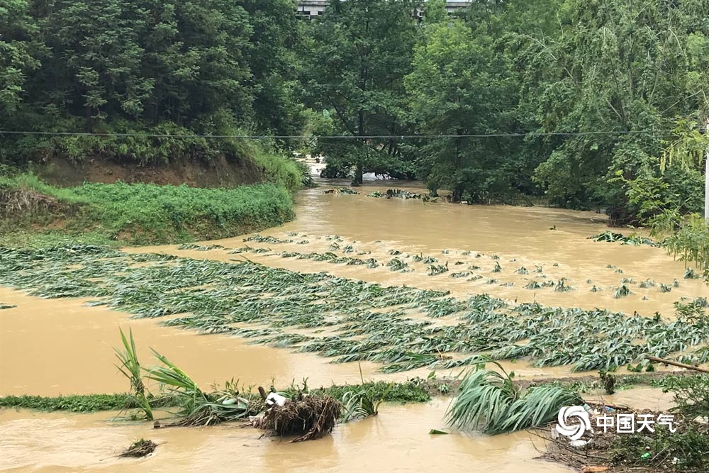 入汛以來最強降雨侵襲貴州羅甸 多地莊稼被淹-圖片頻道