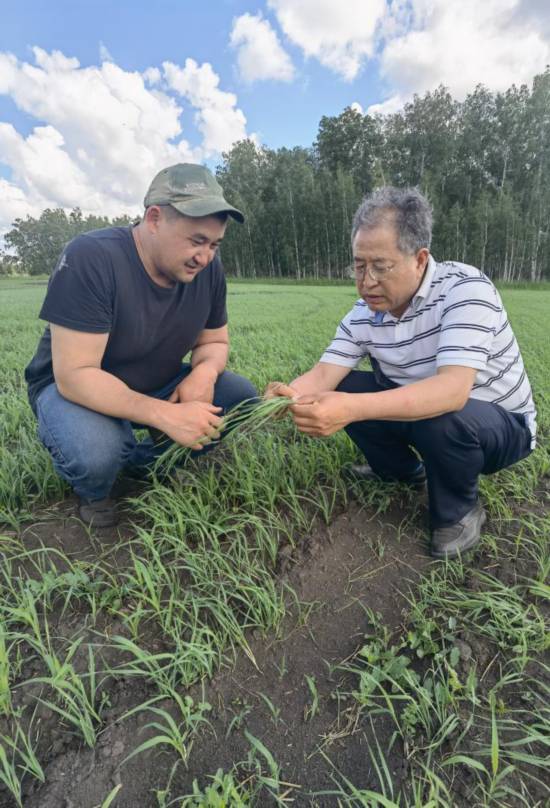 6月21日，西北農(nóng)林科技大學(xué)張正茂教授（右）在哈薩克斯坦北哈州農(nóng)業(yè)科技示范園與當(dāng)?shù)貙＜艺{(diào)查小麥苗情。新華社發(fā)（受訪者供圖）