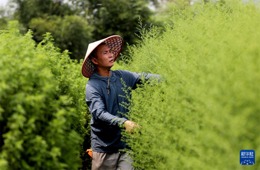 在廣西仙草堂制藥有限責(zé)任公司基地，工人在查看青蒿生長情況（8月28日攝）。新華社記者 黃孝邦 攝