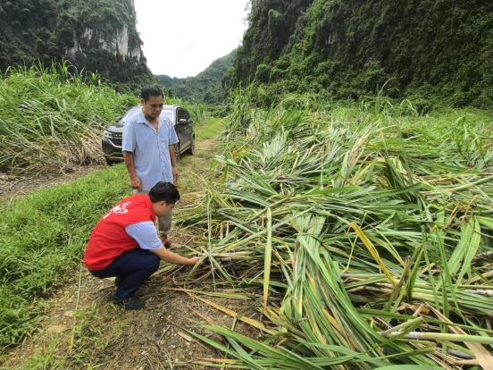 北行崇左分行員工與蔗農(nóng)客戶查看受災(zāi)情況