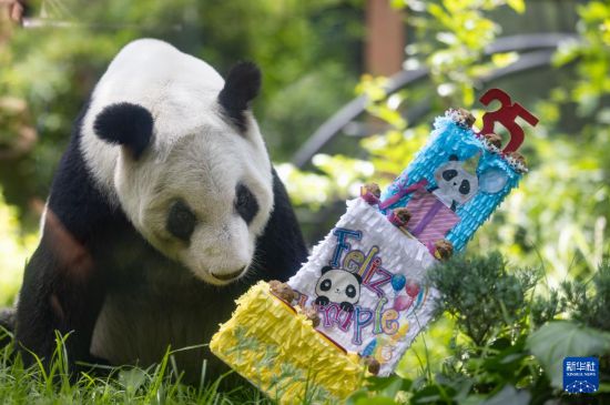 6月29日，在墨西哥首都墨西哥城查普特佩克動物園，大熊貓“欣欣”準備享用生日蛋糕。新華社記者 李夢馨 攝