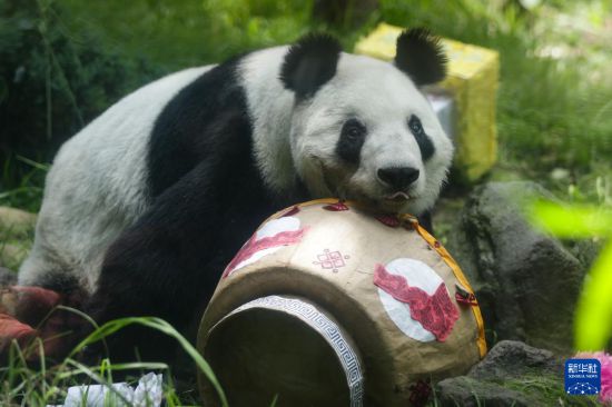 這是6月29日在墨西哥首都墨西哥城查普特佩克動物園拍攝的大熊貓“欣欣”。新華社發(fā)（弗朗西斯科·卡涅多攝）