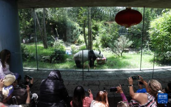 6月29日，人們在墨西哥首都墨西哥城查普特佩克動物園參加大熊貓“欣欣”的生日慶祝活動。新華社發(fā)（弗朗西斯科·卡涅多攝）