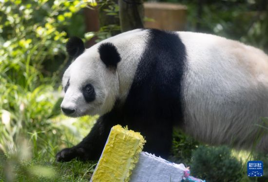 這是6月29日在墨西哥首都墨西哥城查普特佩克動物園拍攝的大熊貓“欣欣”。新華社記者 李夢馨 攝
