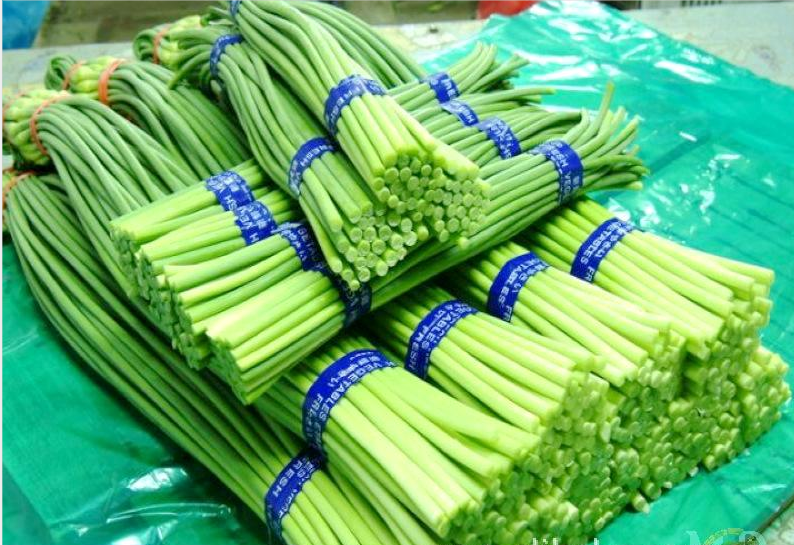 江苏射阳：蒜农无闲月，蒜薹采摘忙-盐城新闻网