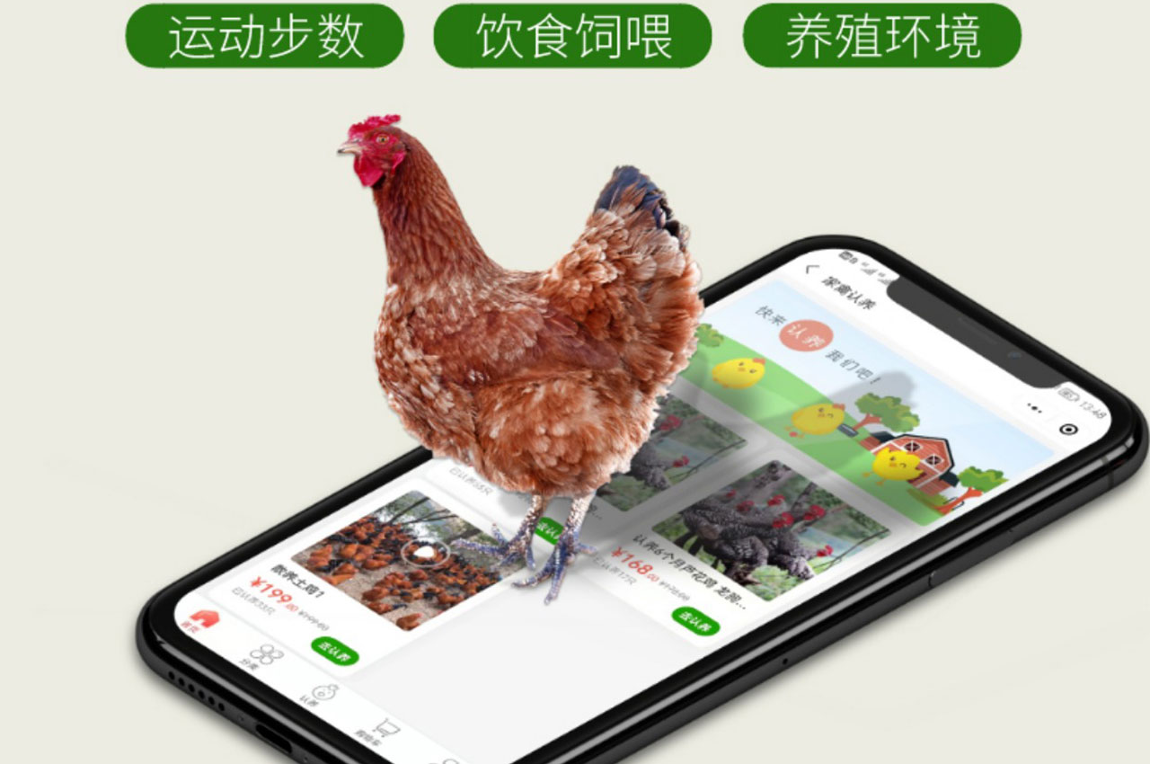 認(rèn)養(yǎng)一只雞在智慧農(nóng)莊：溯源農(nóng)業(yè)的新鮮體驗(yàn)AIOTAGRO 愛農(nóng)云聯(lián)- 致力于高效、安全的食品生產(chǎn)