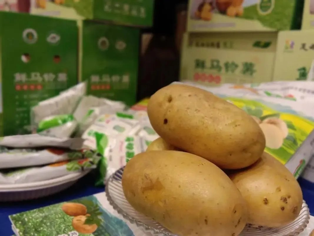 【飛天網(wǎng)評(píng)】讓小小"土特產(chǎn)"成為帶動(dòng)農(nóng)民增收大產(chǎn)業(yè)鳳凰網(wǎng)甘肅_鳳凰網(wǎng)