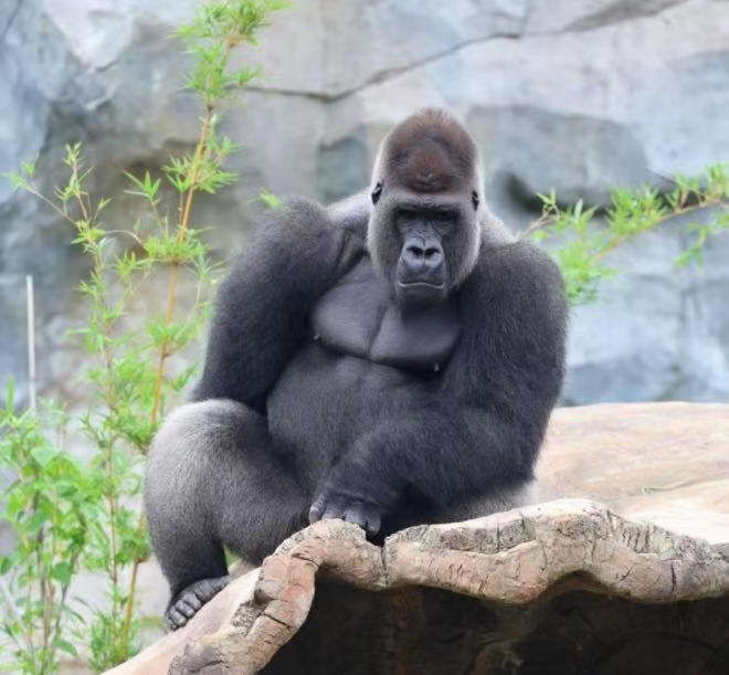 用野菜命名大猩猩獲六成網(wǎng)友支持，南京紅山動物園“聽勸”