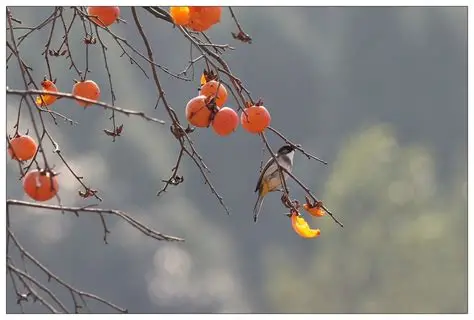 鳥兒吃柿子(四)-中關(guān)村在線攝影論壇