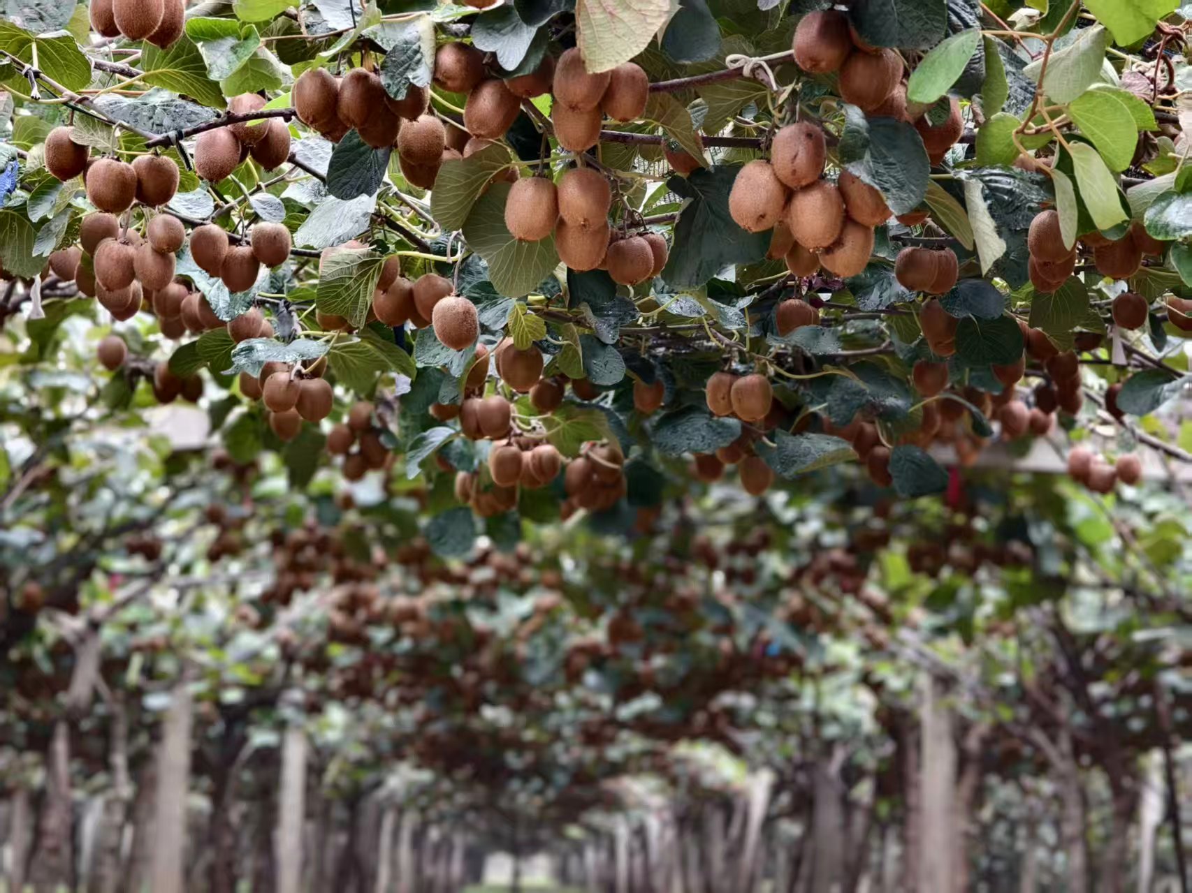 20251030135138605-32-ec874.jpg 20251030135138605-32-ec874.jpg