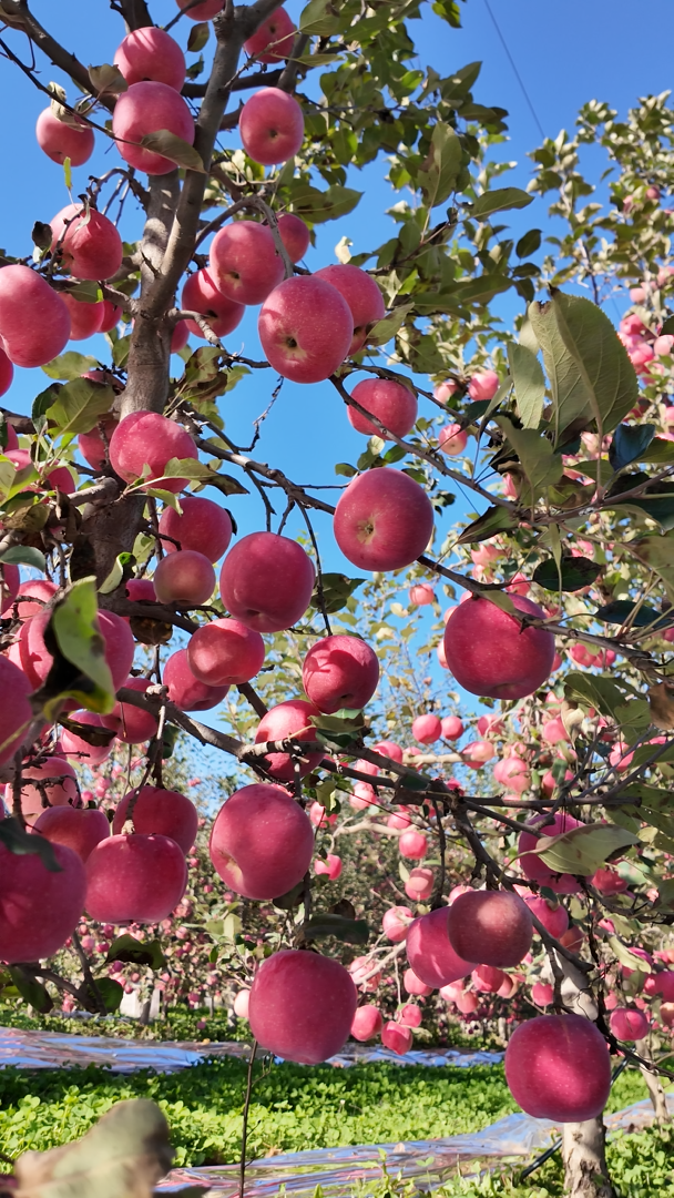 微信图片_20251101231341