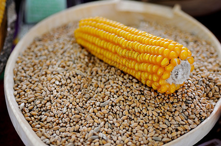 小麥玉米小麥農(nóng)業(yè)糧食種子勺子谷物宏觀食物高清圖片下載-正版圖片320284928-攝圖網(wǎng)
