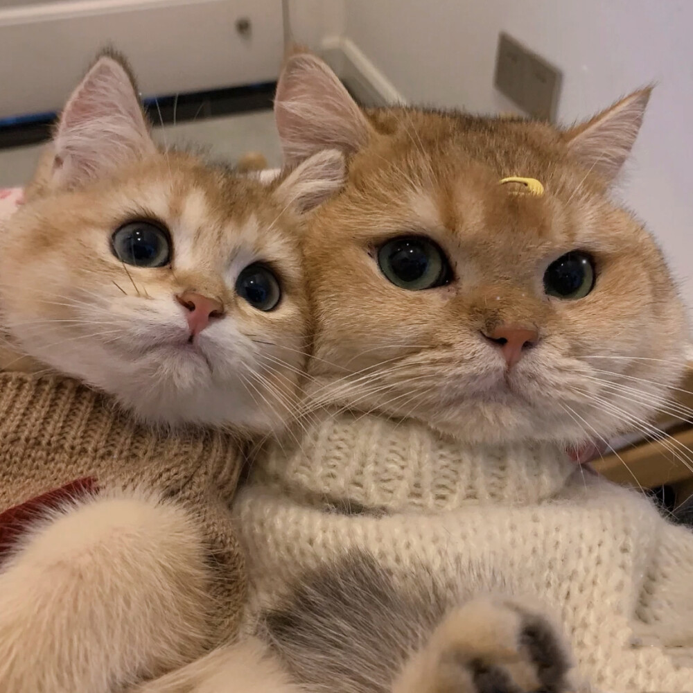 萌宠头像可爱猫咪狗狗头像 - 堆糖,美图壁纸兴趣社区