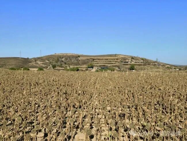 陜西靖邊:小葵花做成富民大產(chǎn)業(yè)