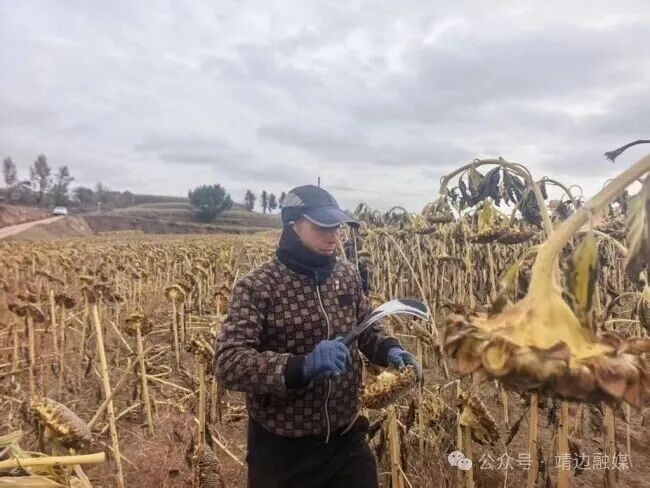 陜西靖邊:小葵花做成富民大產(chǎn)業(yè)