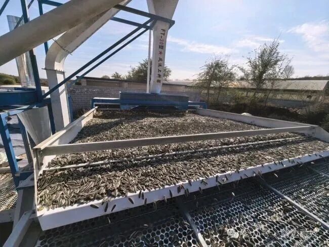 陜西靖邊:小葵花做成富民大產(chǎn)業(yè)