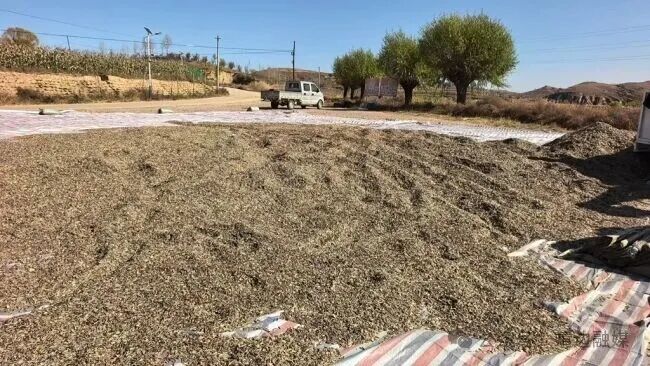 陜西靖邊:小葵花做成富民大產(chǎn)業(yè)