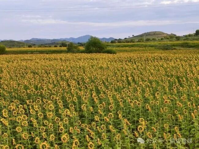 陜西靖邊:小葵花做成富民大產(chǎn)業(yè)