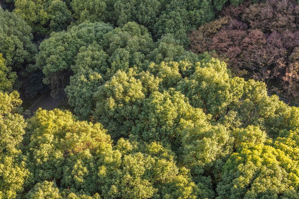 新知|全国共1426亿棵树,快看看5棵5000岁古树长在哪儿