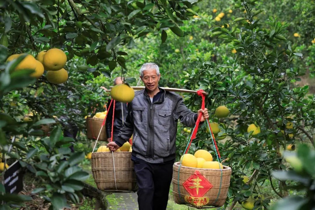 湖南道县：柚丰收促增收-人民图片网