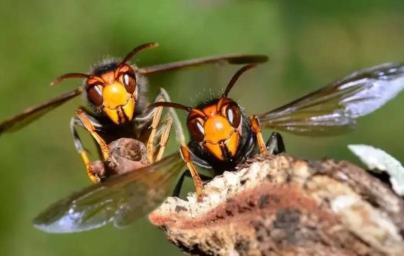 危险的杀人蜂 竟是由于人为疏忽产生的 | 冷饭网