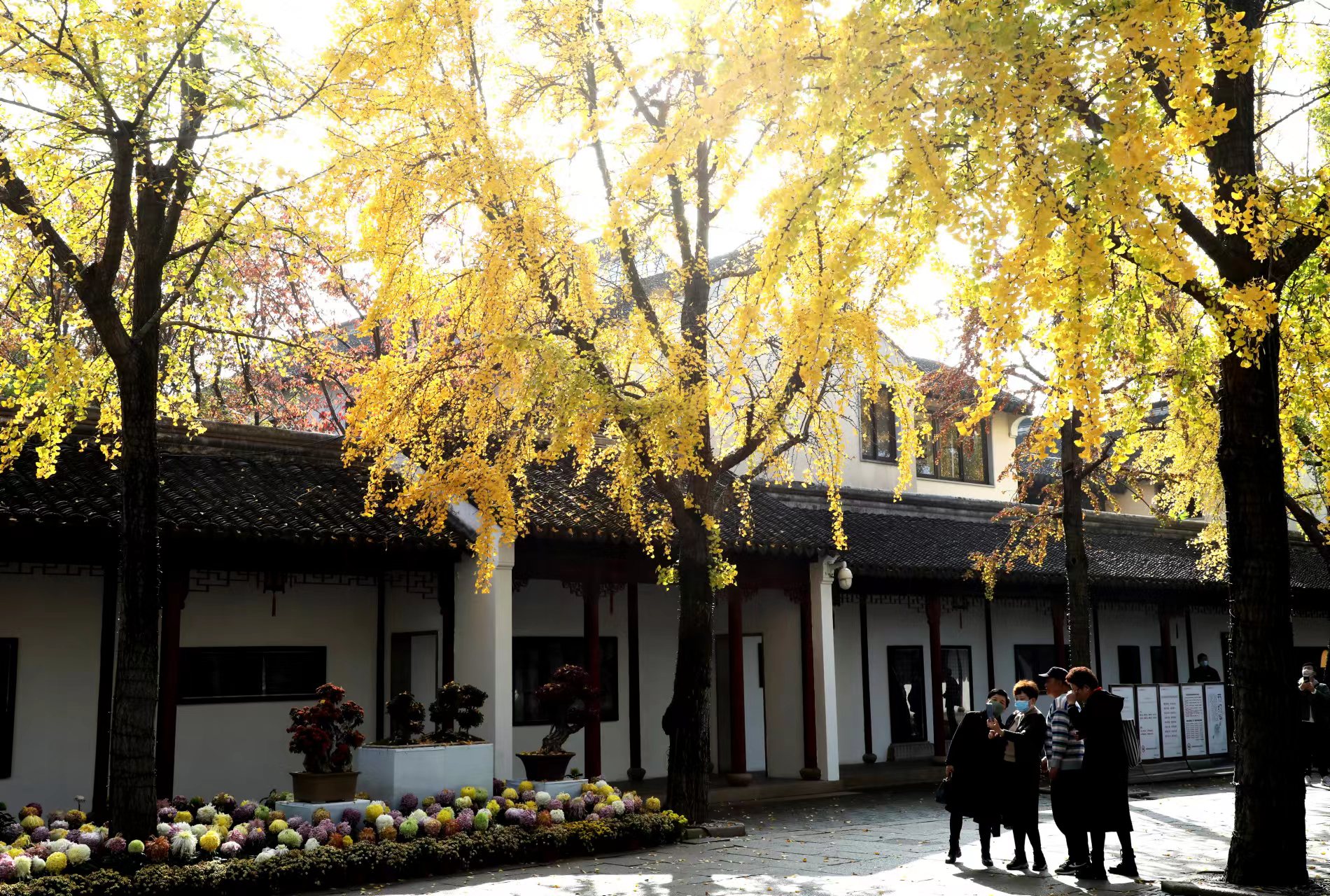 苏州虎丘银杏渐入“黄金季”