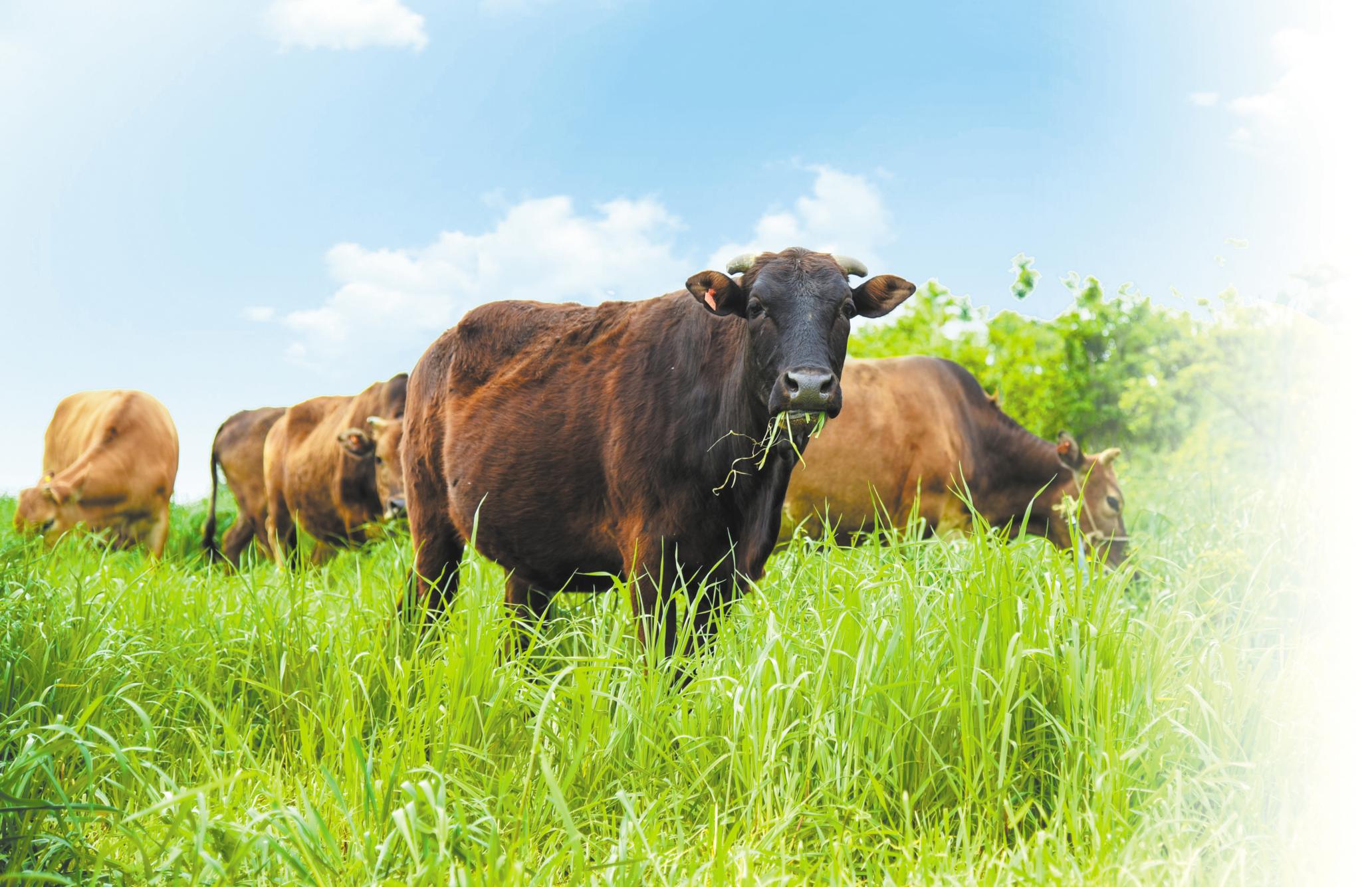 湖北日报报道:科技赋能猪羊肥 绿色养殖生态美 我省大力推进畜牧业高质量发展纪实--湖北省农业农村厅