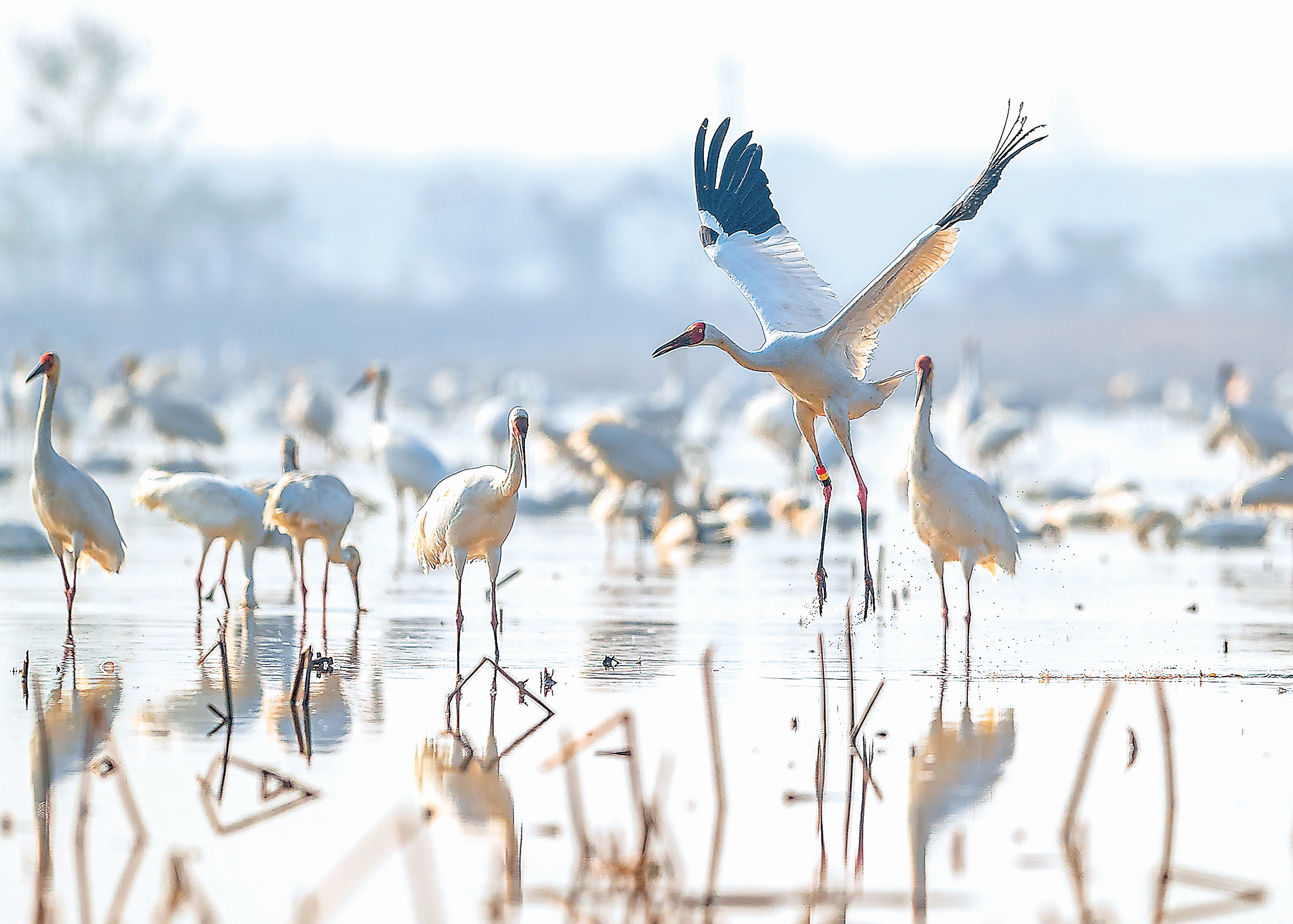 心随候鸟飞 情醉鄱阳湖——第三届鄱阳湖国际观鸟季掠影