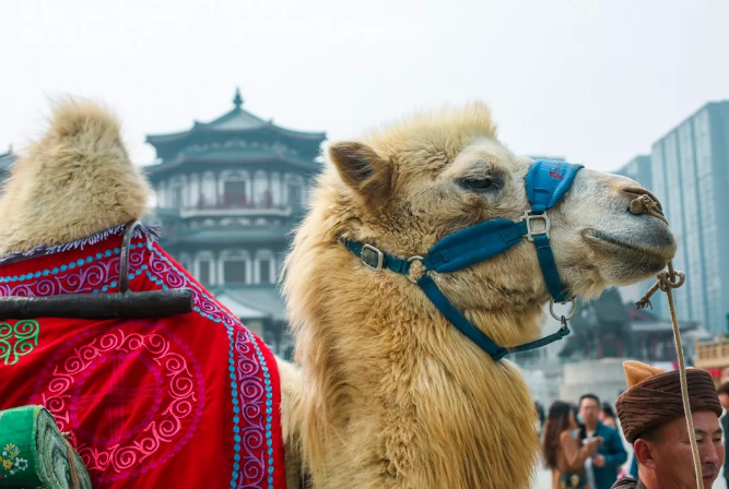 驼队现西安！华夏文旅西安度假区《驼铃传奇》秀成新焦点！|驼铃传奇|新焦点|西安_新浪新闻