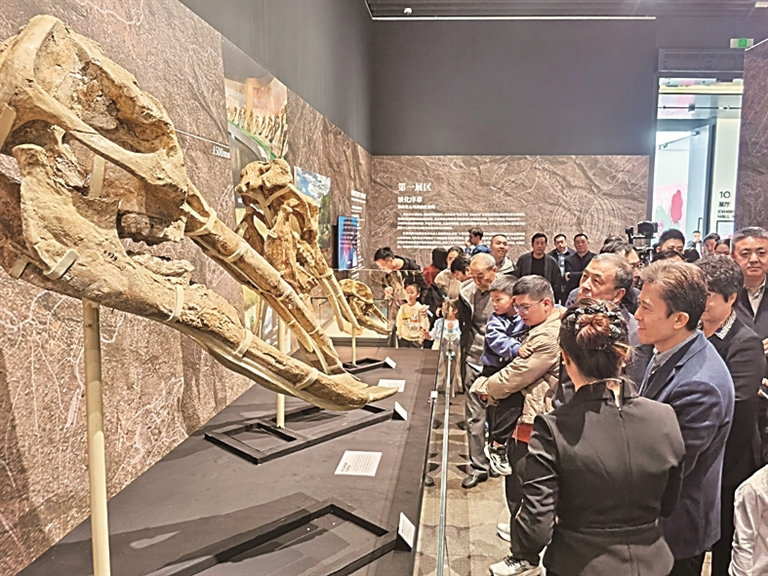 一場(chǎng)跨越千萬(wàn)年的生命對(duì)話——54件珍貴和政古動(dòng)物化石在深圳亮相