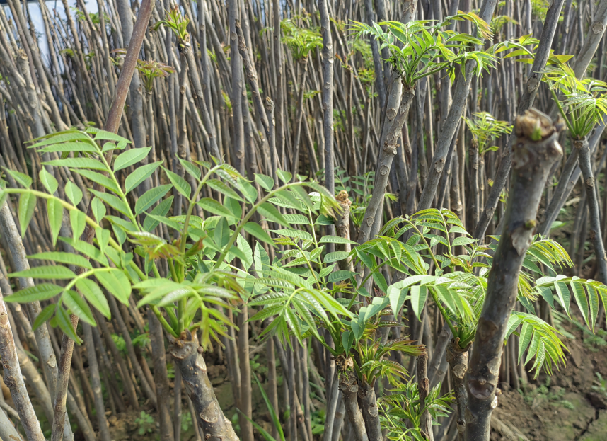 20260127133227538-8-57e66.png 20260127133227538-8-57e66.png