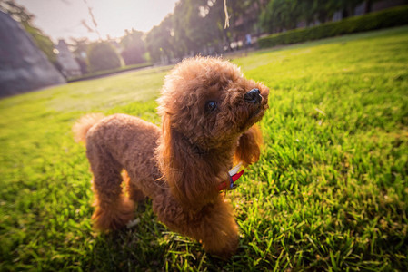 宠物高清图片下载-正版图片502390921-摄图网