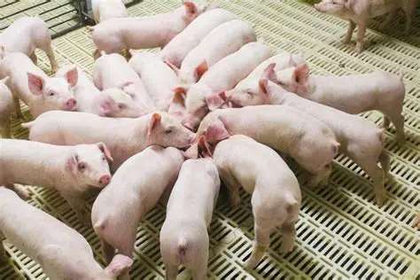 深度走访 | 猪企眼中的生猪期货