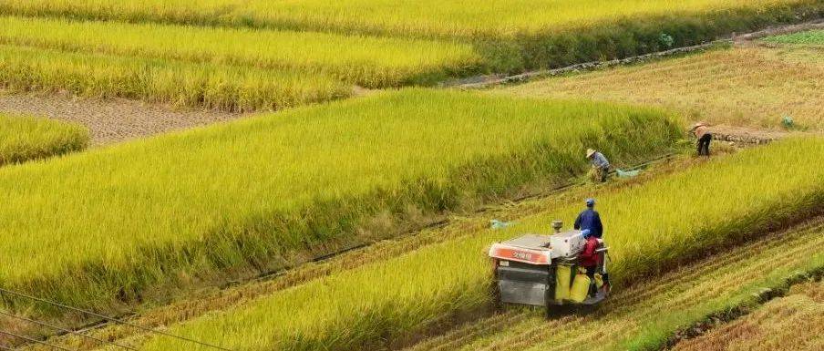 我市出台加快推进政策性农业保险高质量发展的实施意见_风险保障_养殖_农户