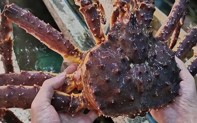 皇帝蟹和帝王蟹的区别