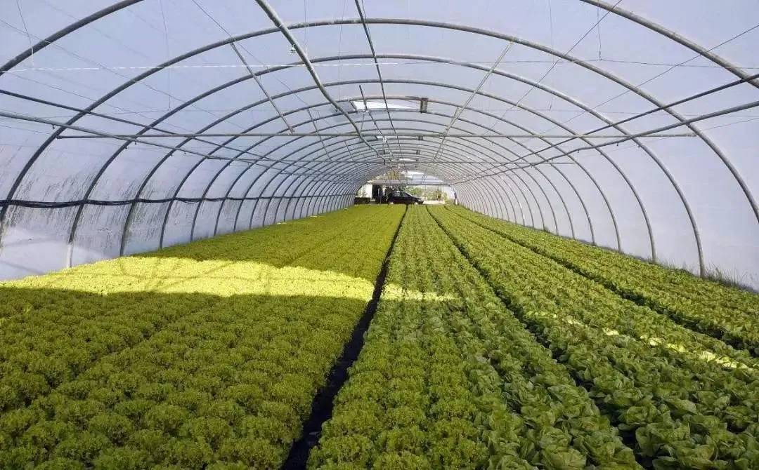 4大现代农业种植模式，13种栽培方式，你用的是哪种？-2020年第6期（总第7期）-江苏省土壤学会