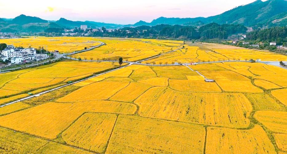 农业丰收景象,展现乡村发展新风貌