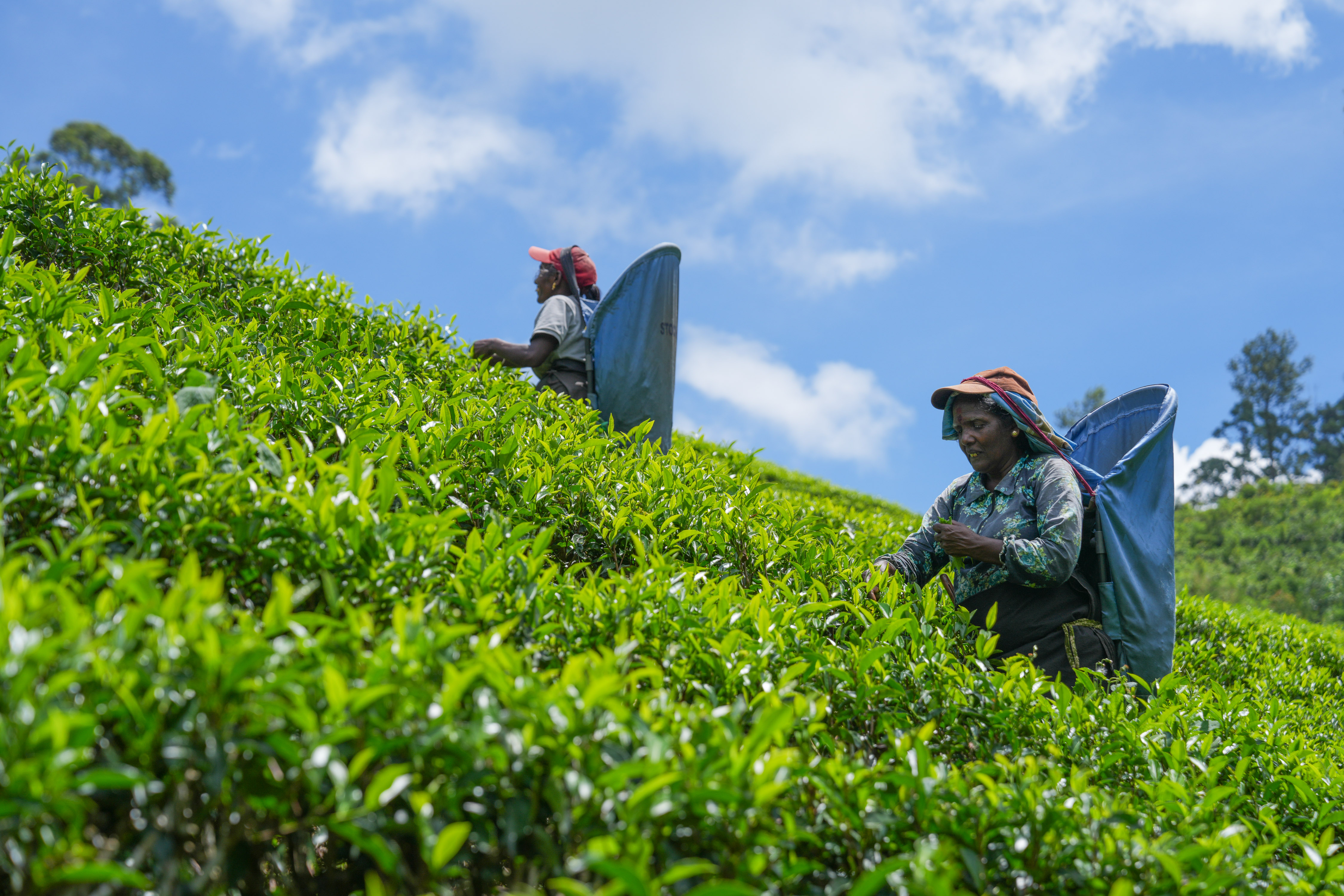 <p>5月7日，工人在斯里兰卡努沃勒埃利耶一处茶园采摘茶叶。</p><p>19世纪下半叶，茶叶商业种植在当时的锡兰（今斯里兰卡）兴起，并逐步取代咖啡，成为这座岛国最重要的农业产业之一。随着茶园、茶厂和出口贸易体系的不断成熟，锡兰红茶从高地山间走向世界，成为国际市场上极具辨识度的茶叶符号。如今，古老的茶园也在悄然发生新的变化。在一些茶园里，农业无人机掠过茶垄上空，精准喷施作业；传统的人工采摘与现代农业技术，在这里交织共生。农业科技，正为这项百年产业注入崭新的活力。</p><p>新华社发（蒂拉纳·卡卢托塔格摄）</p>