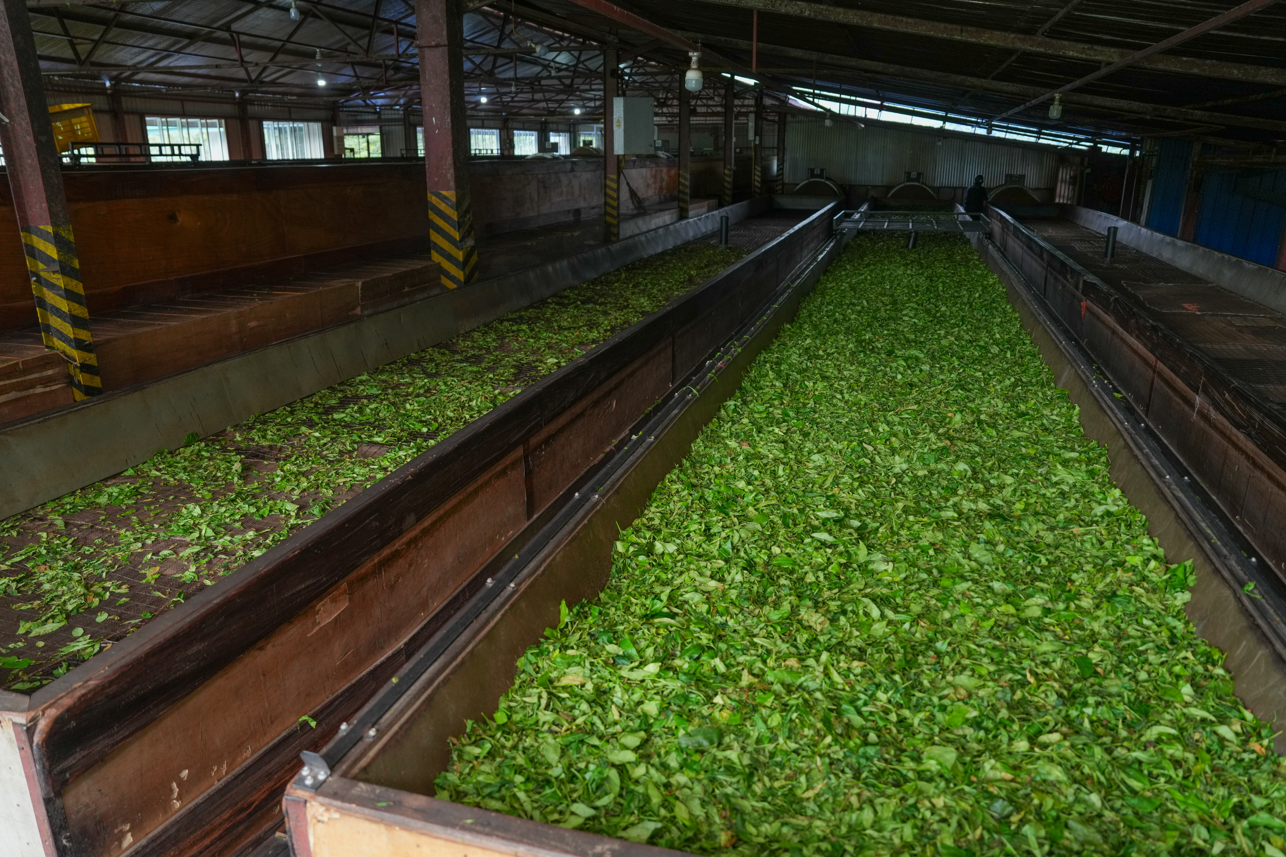 <p>5月11日，斯里兰卡马图格默一家茶厂对茶叶进行干燥处理。</p><p>19世纪下半叶，茶叶商业种植在当时的锡兰（今斯里兰卡）兴起，并逐步取代咖啡，成为这座岛国最重要的农业产业之一。随着茶园、茶厂和出口贸易体系的不断成熟，锡兰红茶从高地山间走向世界，成为国际市场上极具辨识度的茶叶符号。如今，古老的茶园也在悄然发生新的变化。在一些茶园里，农业无人机掠过茶垄上空，精准喷施作业；传统的人工采摘与现代农业技术，在这里交织共生。农业科技，正为这项百年产业注入崭新的活力。</p><p>新华社发（蒂拉纳·卡卢托塔格摄）</p>