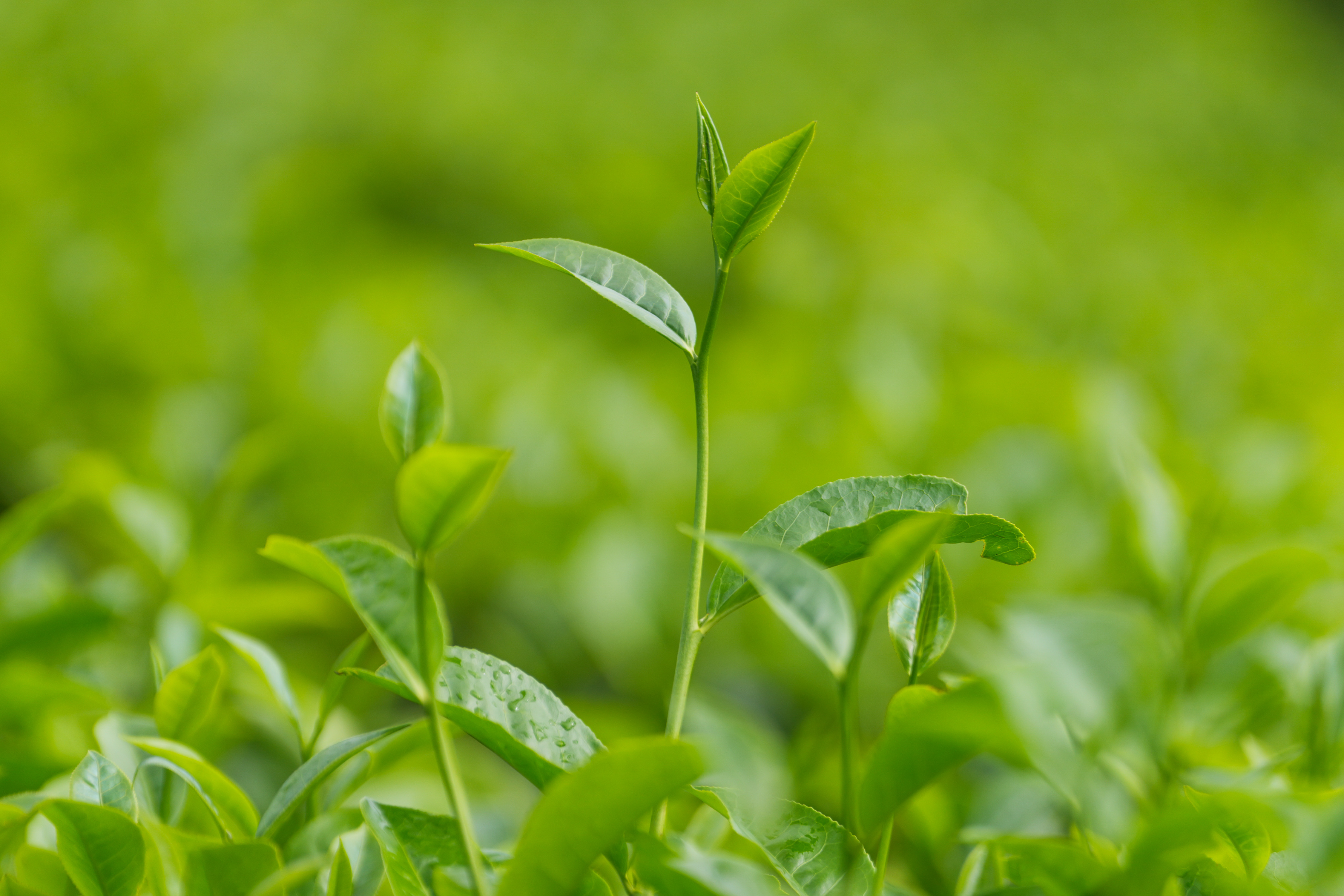 <p>这是5月7日在斯里兰卡努沃勒埃利耶拍摄的茶树嫩叶。</p><p>19世纪下半叶，茶叶商业种植在当时的锡兰（今斯里兰卡）兴起，并逐步取代咖啡，成为这座岛国最重要的农业产业之一。随着茶园、茶厂和出口贸易体系的不断成熟，锡兰红茶从高地山间走向世界，成为国际市场上极具辨识度的茶叶符号。如今，古老的茶园也在悄然发生新的变化。在一些茶园里，农业无人机掠过茶垄上空，精准喷施作业；传统的人工采摘与现代农业技术，在这里交织共生。农业科技，正为这项百年产业注入崭新的活力。</p><p>新华社发（蒂拉纳·卡卢托塔格摄）</p>