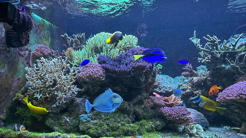 海洋三所珊瑚馆。人民网记者 王绍绍摄
