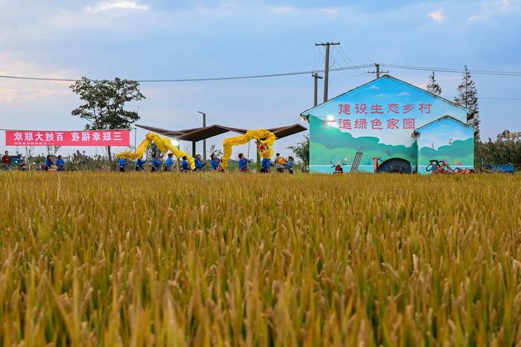 从"洋种子"到"中国芯":种业振兴如何筑牢粮食主权防线