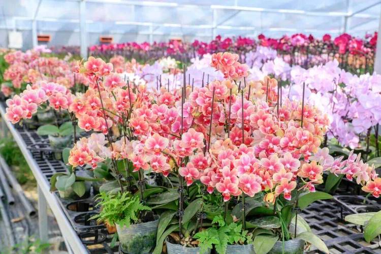 花开北京丨科技点亮花海!大兴区高标准建成大兴国际蝴蝶兰基地