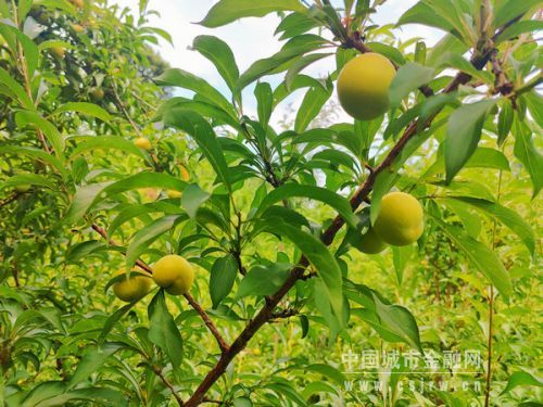 即將成熟上市的蜂糖李。邵琦攝